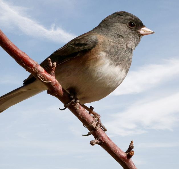 nature-wildlife-mobile