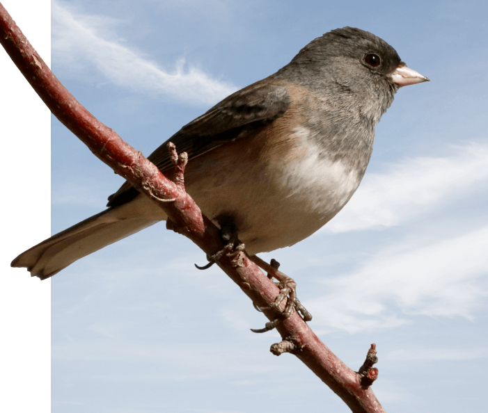 nature-and-wildlife-bird